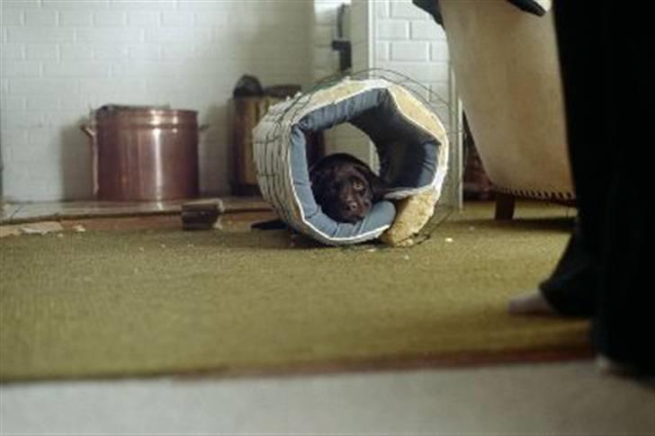 Labrador retriever Misha   ( R.I.P )  2015 billede 4