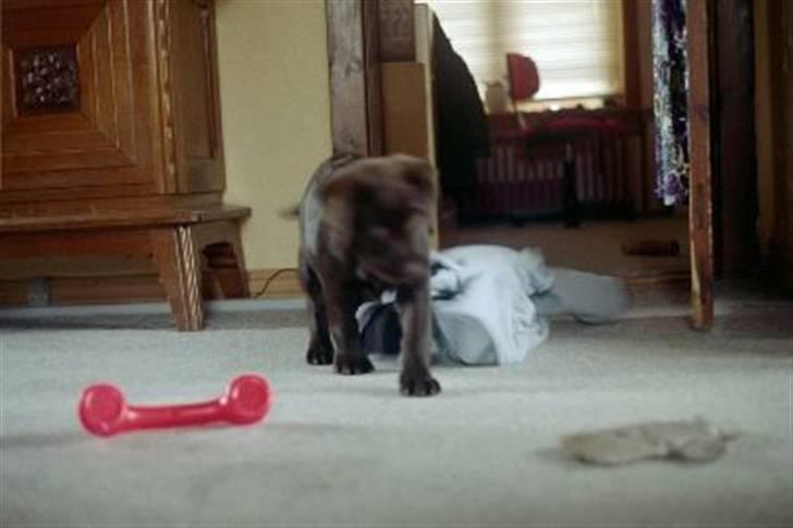 Labrador retriever Misha   ( R.I.P )  2015 billede 5