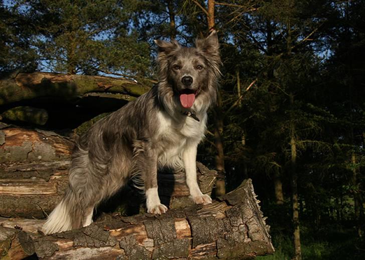 Border collie Zacho - Oppe og balancere i træstakken :-) billede 6