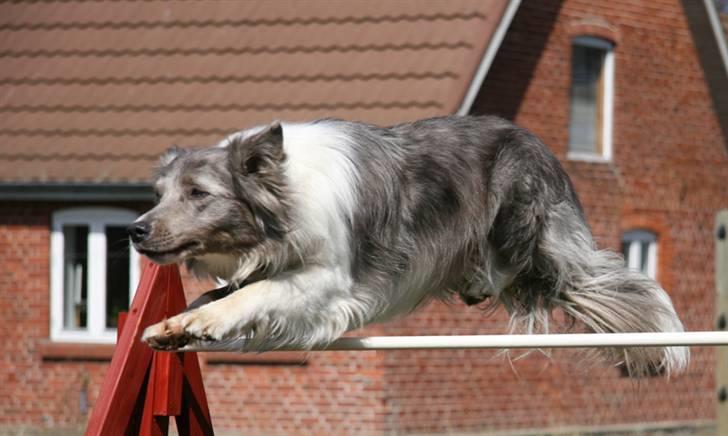 Border collie Zacho - Flyvende dæk :-) billede 7