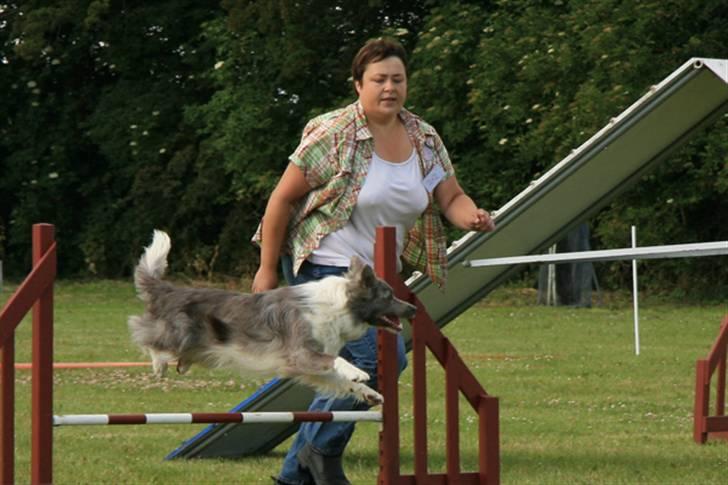 Border collie Zacho - Dgi´s landsdelsmesterskab i Randers 08 billede 8