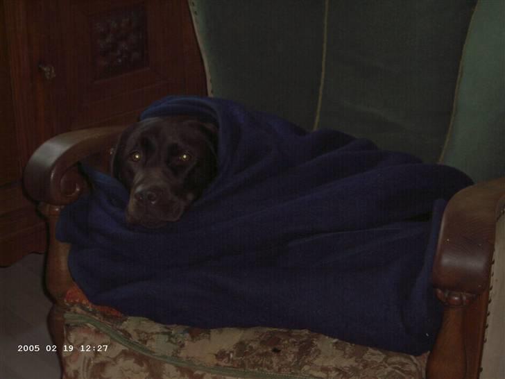 Labrador retriever Misha   ( R.I.P )  2015 billede 6