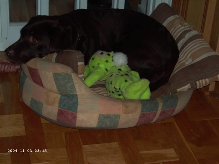 Labrador retriever Misha   ( R.I.P )  2015 billede 7