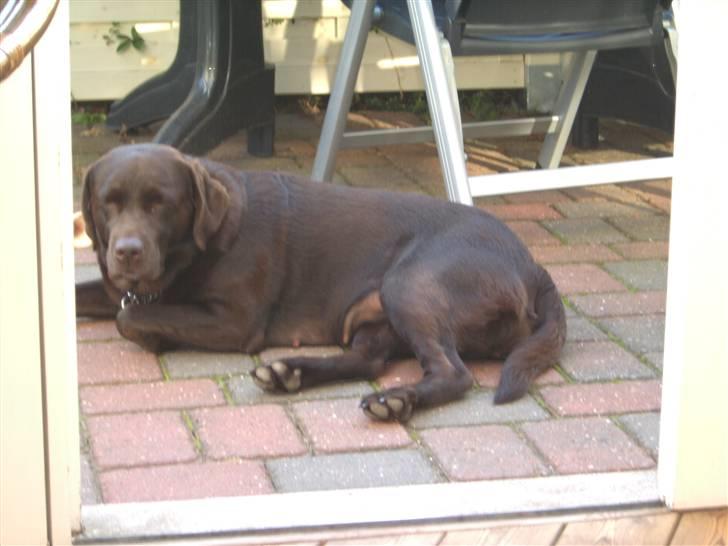 Labrador retriever Misha   ( R.I.P )  2015 billede 8