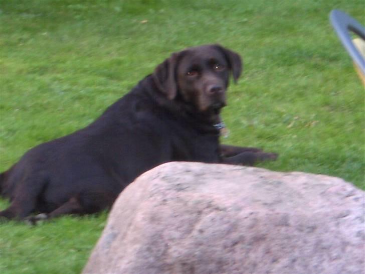 Labrador retriever Misha   ( R.I.P )  2015 billede 9