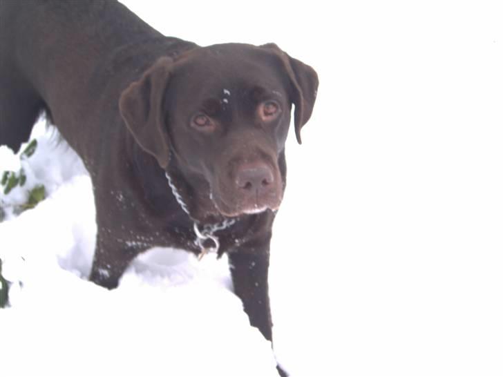 Labrador retriever Misha   ( R.I.P )  2015 billede 10