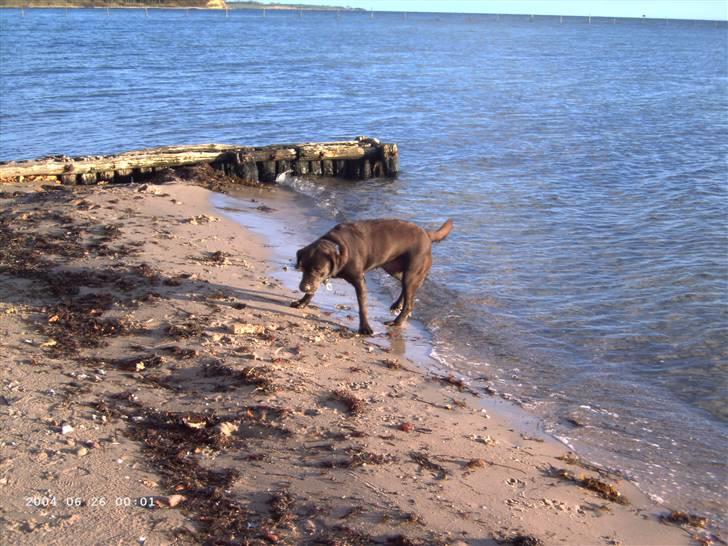 Labrador retriever Misha   ( R.I.P )  2015 billede 11