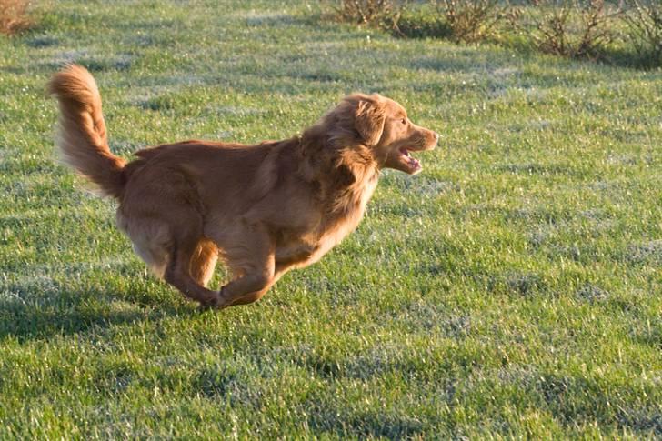 Nova scotia duck tolling retriever Gizmo billede 7