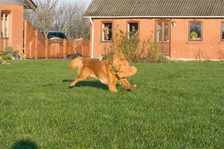 Nova scotia duck tolling retriever Gizmo billede 8