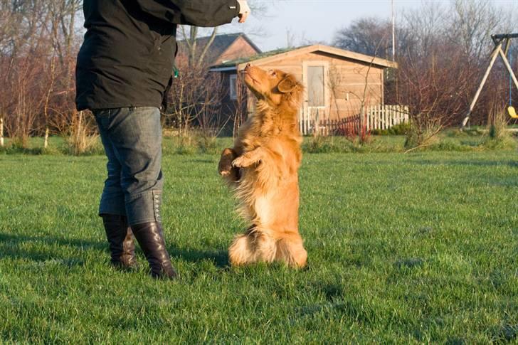 Nova scotia duck tolling retriever Gizmo billede 9