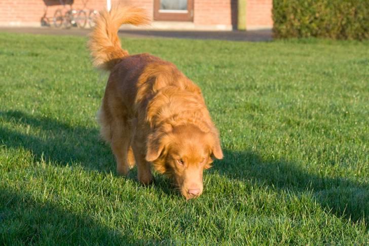 Nova scotia duck tolling retriever Gizmo billede 10