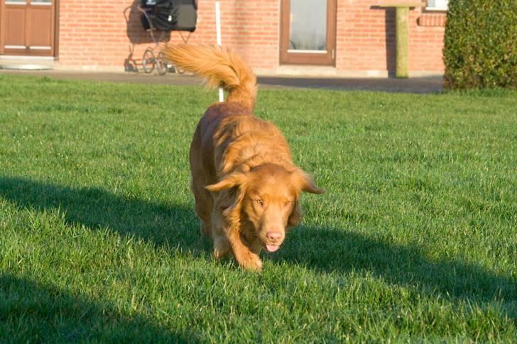 Nova scotia duck tolling retriever Gizmo billede 11