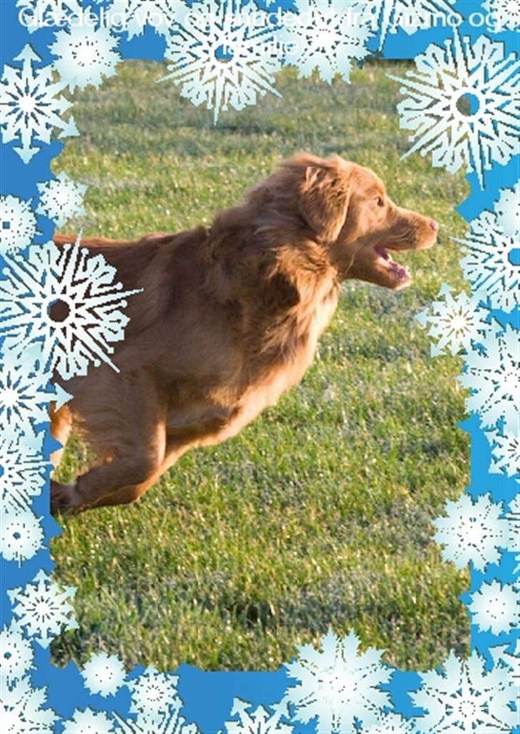 Nova scotia duck tolling retriever Gizmo - Julekort fra Gizmo billede 12