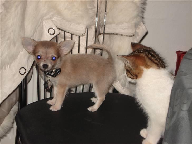 Chihuahua tulle - min nye katte ven:) er lidt bange for den billede 2