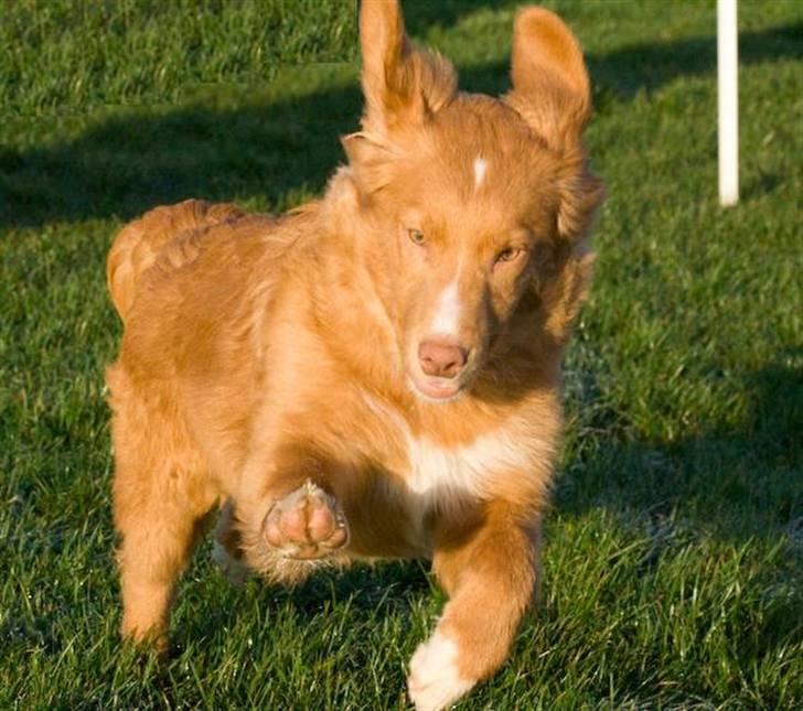 Nova scotia duck tolling retriever Diesel billede 1
