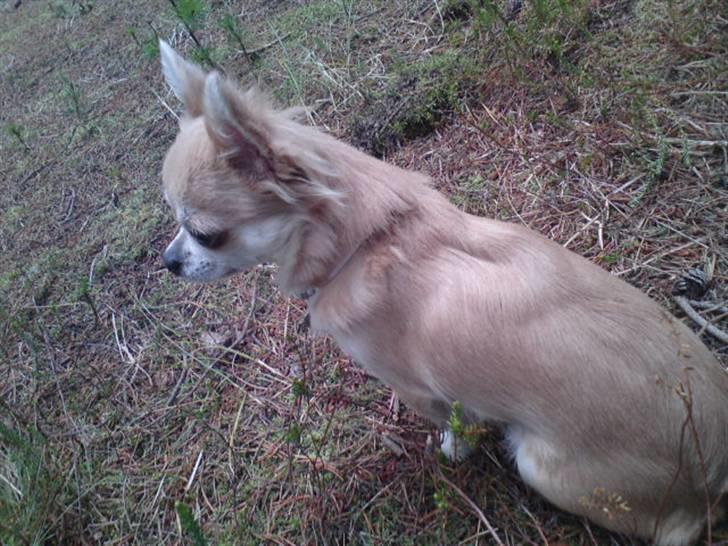 Chihuahua tulle - er det mig du tager bileder af? billede 3