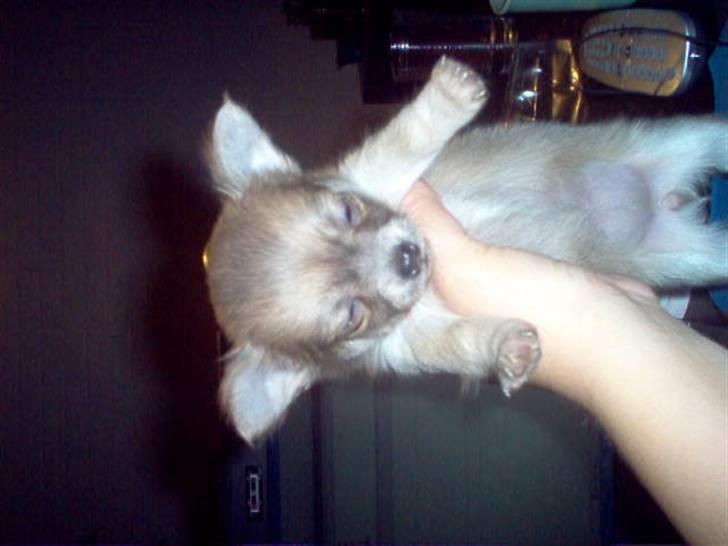 Chihuahua tulle - et baby billede billede 4