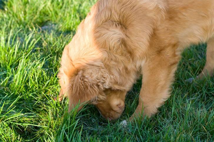 Nova scotia duck tolling retriever Diesel billede 2