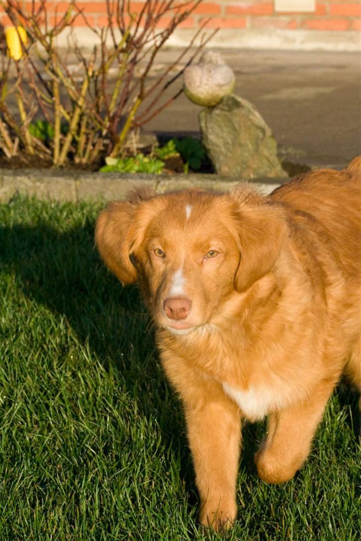 Nova scotia duck tolling retriever Diesel billede 3