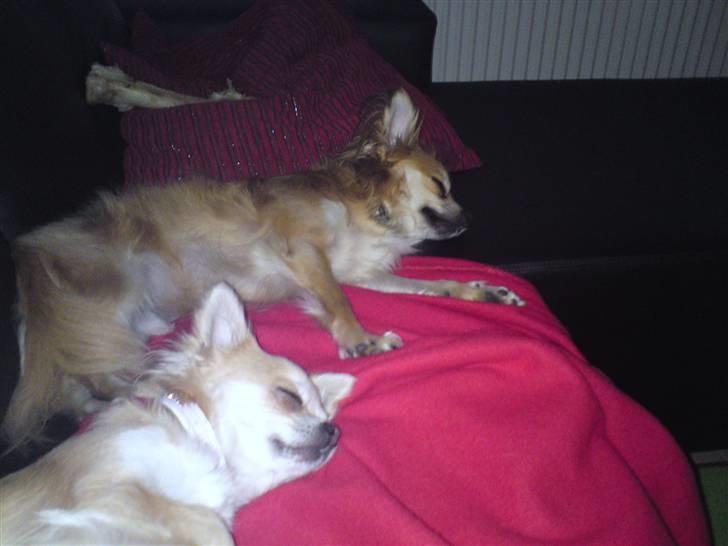 Chihuahua tulle billede 5