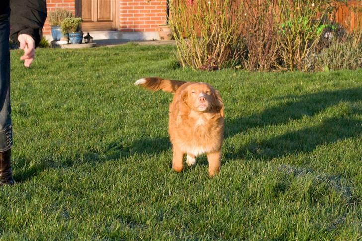 Nova scotia duck tolling retriever Diesel billede 4
