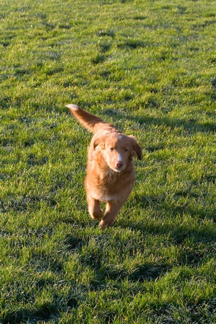 Nova scotia duck tolling retriever Diesel billede 5