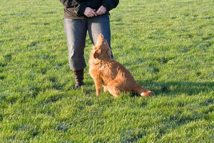 Nova scotia duck tolling retriever Diesel billede 6