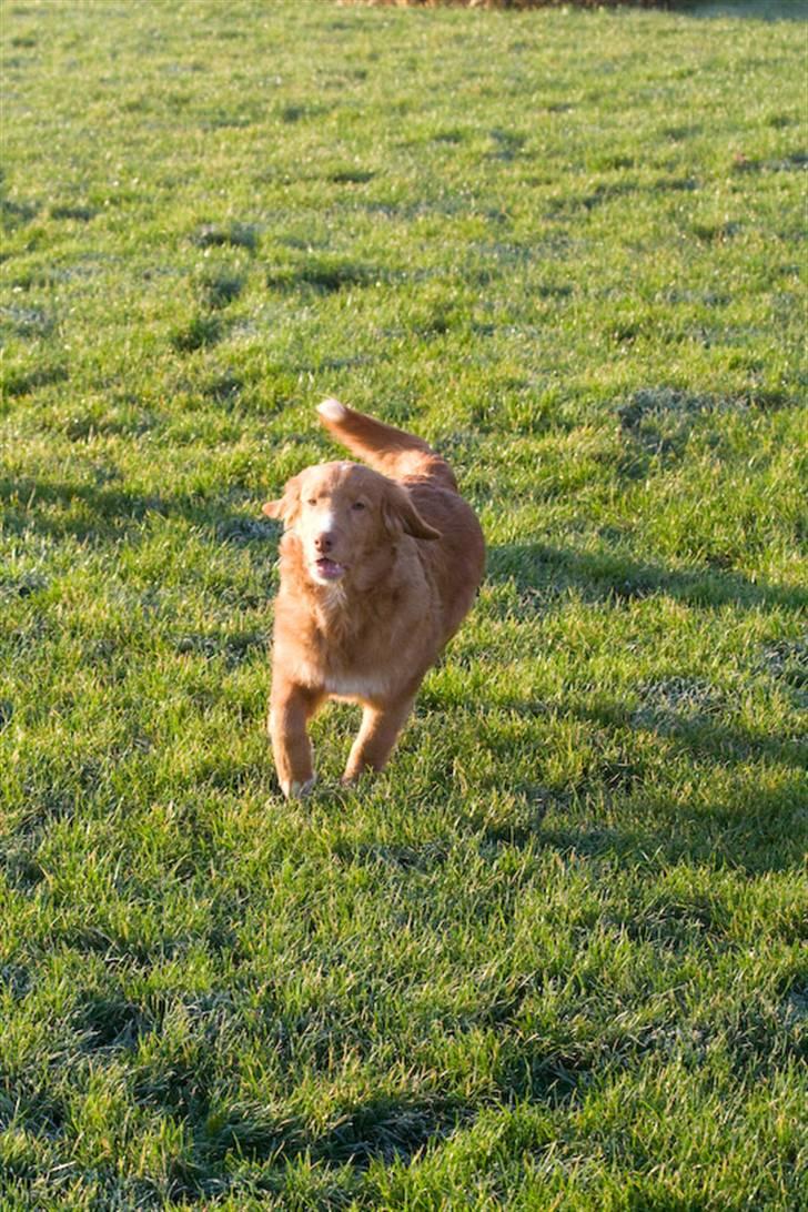 Nova scotia duck tolling retriever Diesel billede 7