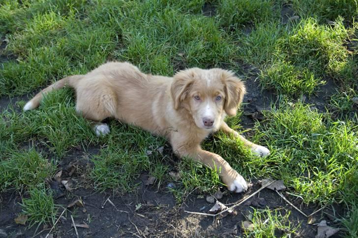 Nova scotia duck tolling retriever Diesel billede 8