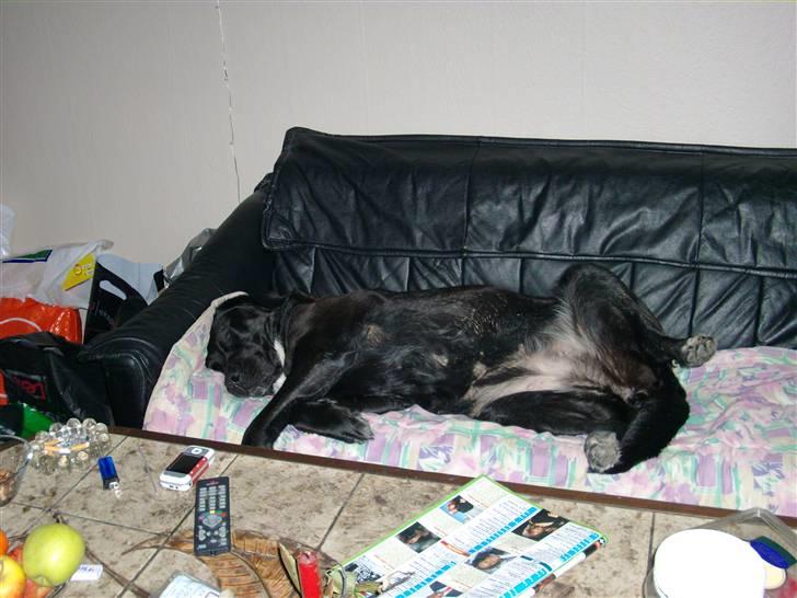 Blanding af racer muffie billede 14