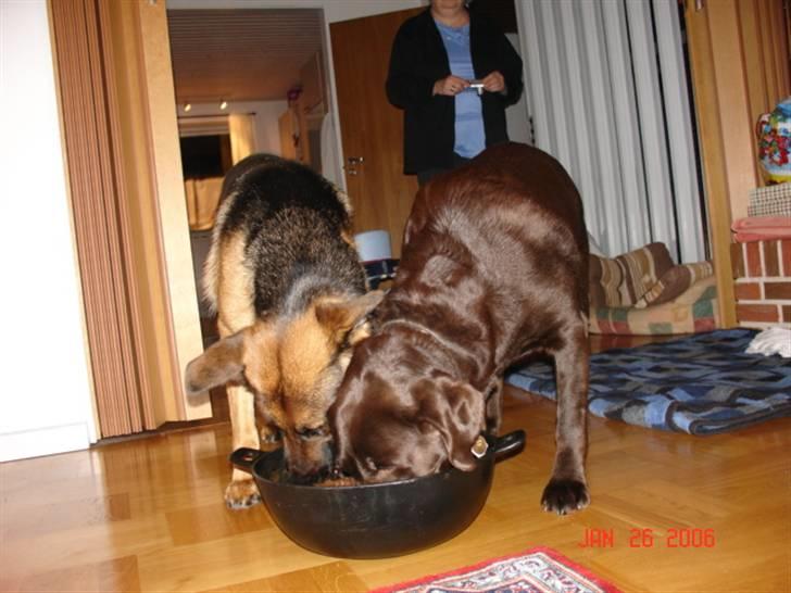 Labrador retriever Misha   ( R.I.P )  2015 - deles om madskålen er ikke noget problem billede 12