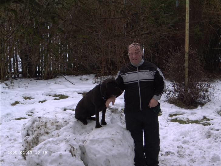 Labrador retriever Misha   ( R.I.P )  2015 billede 13