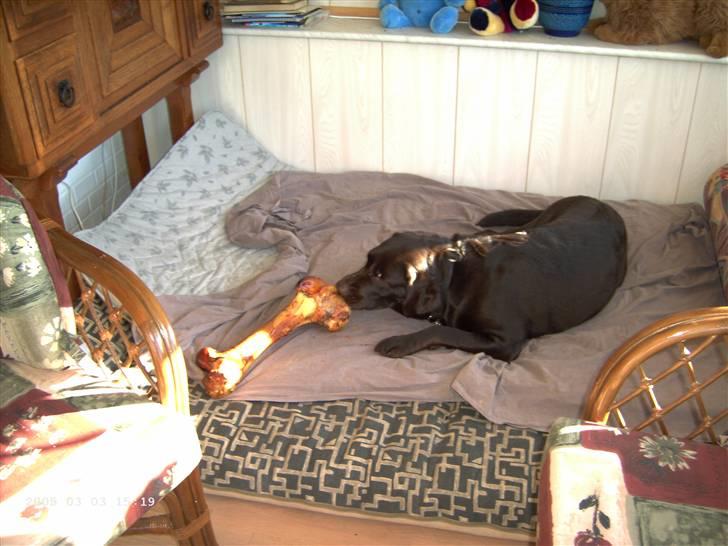 Labrador retriever Misha   ( R.I.P )  2015 billede 14