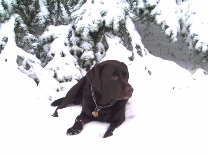 Labrador retriever Misha   ( R.I.P )  2015 billede 15