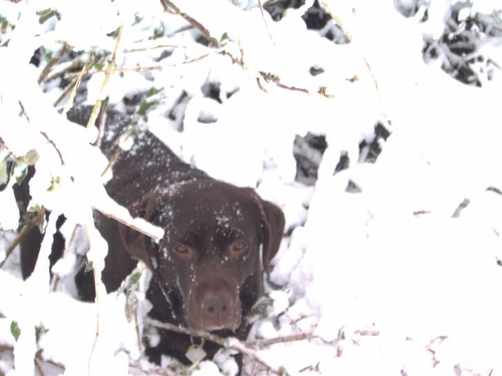 Labrador retriever Misha   ( R.I.P )  2015 billede 16