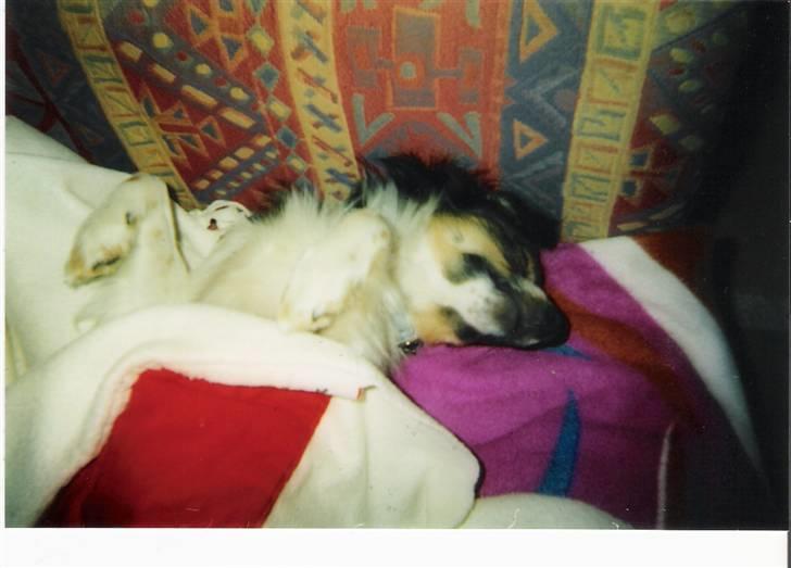 Papillon Blanding ¤¤Mons<3¤¤ - Det se ud som om du sover sødt billede 2