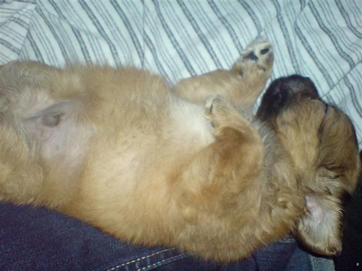 Blanding af racer Rocky (Har fået nyt hjem) - Sover trygt efter god middag. billede 10