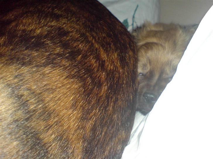 Blanding af racer Rocky (Har fået nyt hjem) - Sover bedst op ad hund eller menneske.. billede 12