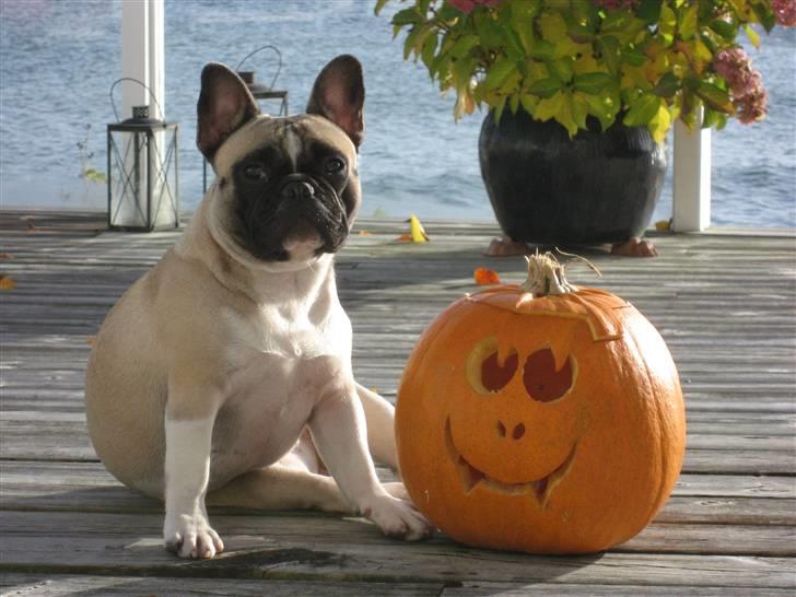 Fransk bulldog Alma Rosina - Se min ven Græskar.. billede 16