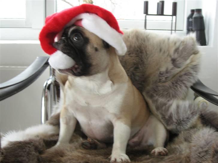 Fransk bulldog Alma Rosina - Nissehuer smager godt mmmm.... billede 17