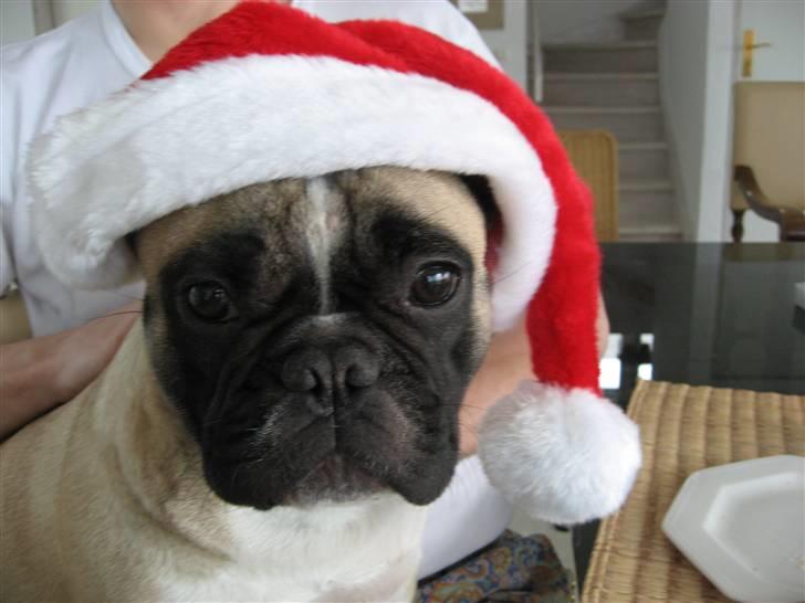 Fransk bulldog Alma Rosina - Glædelig jul alle sammen ho ho ho.... billede 18