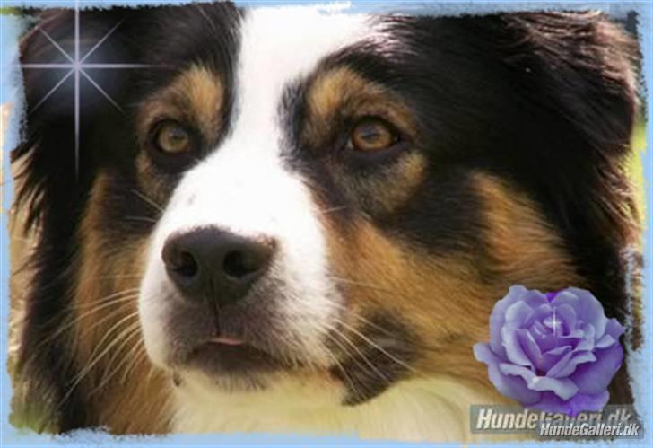 Australian shepherd LP1, RBM,  Painted Magic  Boromir of Gondor RIP   billede 17