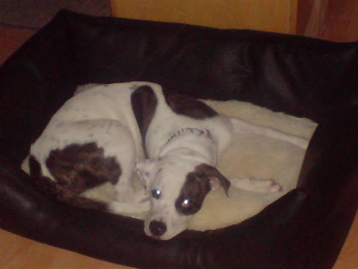 Amerikansk bulldog Sheila - Træt efter en god tur ved stranden .. hihi .. billede 4