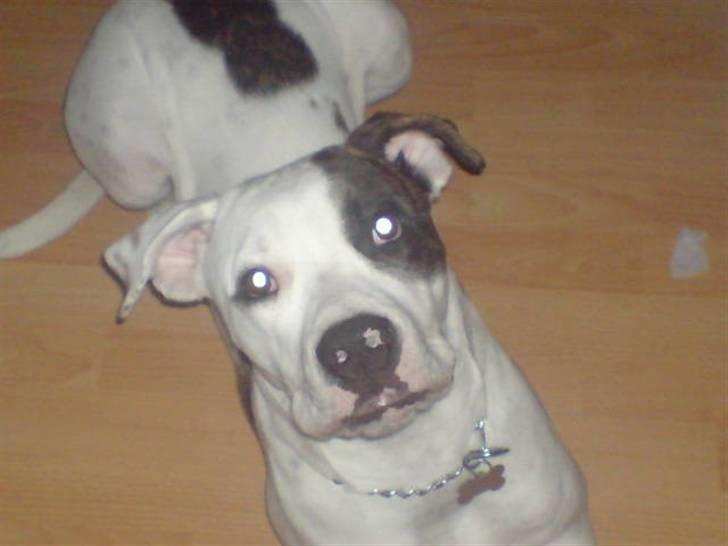 Amerikansk bulldog Sheila - Prøver i hærdigt at være fotogen ..  billede 5