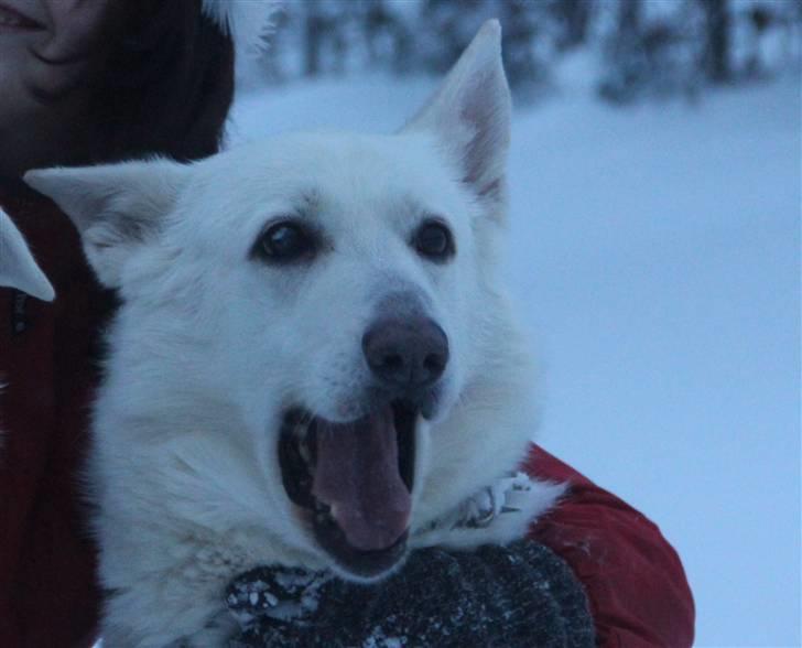Hvid Schweizisk Hyrdehund Jessie White 06-07-2011 - Velkommen til Jessie´s profil, læg gerne en kommentar og en bedømmelse.. billede 1