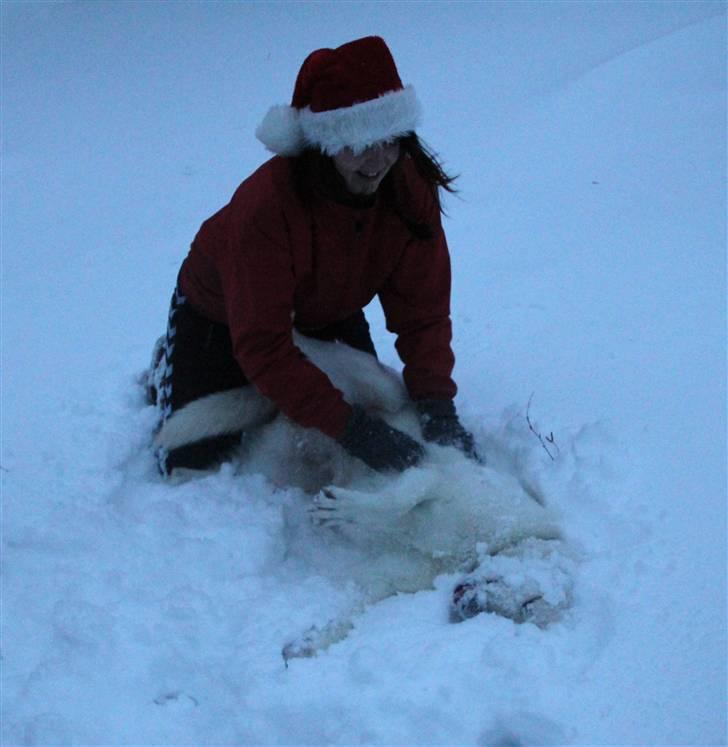 Hvid Schweizisk Hyrdehund Jessie White 06-07-2011 - Rulle tur i frisk sne! billede 2