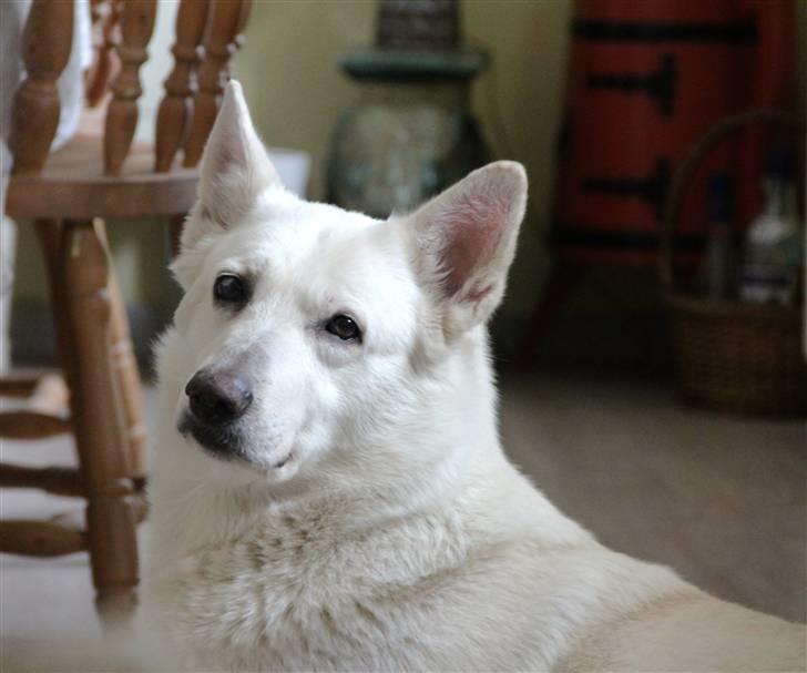 Hvid Schweizisk Hyrdehund Jessie White 06-07-2011 - Kønne hund i 2011 billede 4