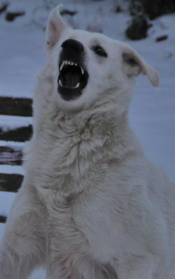 Hvid Schweizisk Hyrdehund Amica White 25.06.2013 - Farlig bjørn! billede 2