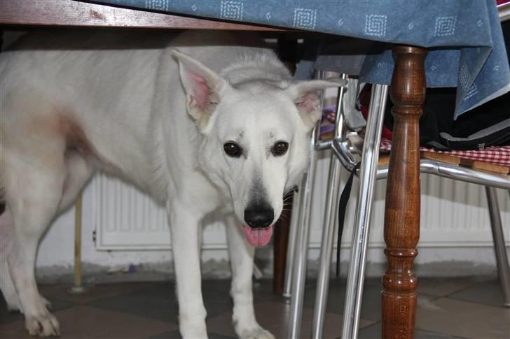 Hvid Schweizisk Hyrdehund Amica White 25.06.2013 - En hund for ingen ting : )!  billede 3