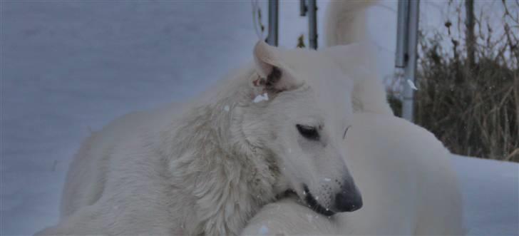 Hvid Schweizisk Hyrdehund Amica White 25.06.2013 - Jessies pige, Amica. billede 4